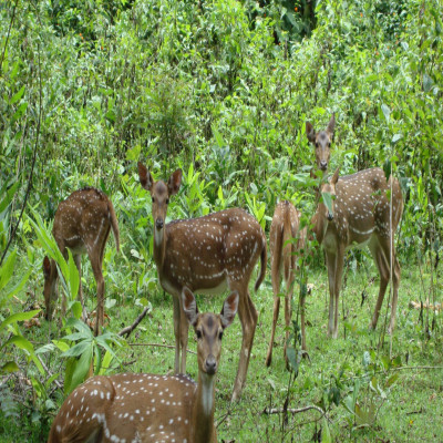 Nagarjunasagar Wildlife Sanctuary Travel Plan